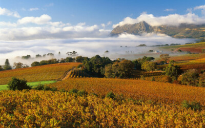 南非：植根360年的「新世界」酒都                                              South Africa: 360 Year Old “New World” wine capital