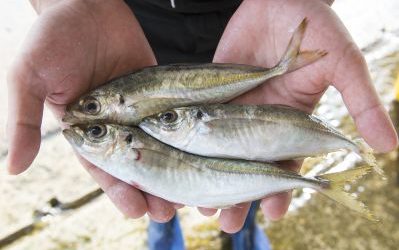 【千両朝捕晚嚐大激賞】 – 第三激