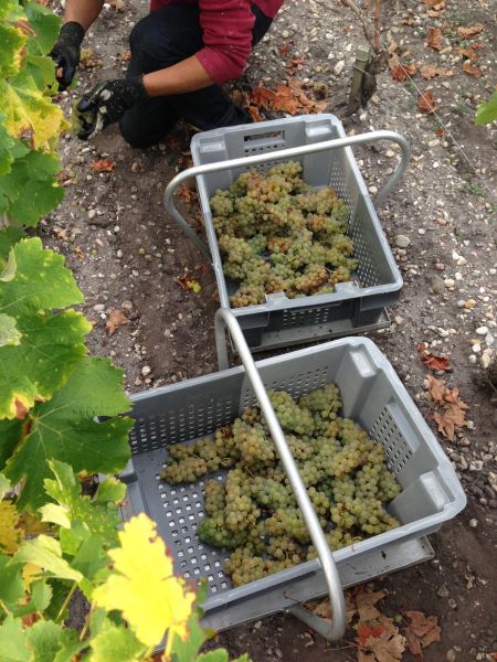 white grapes at Malartic Lagraviere